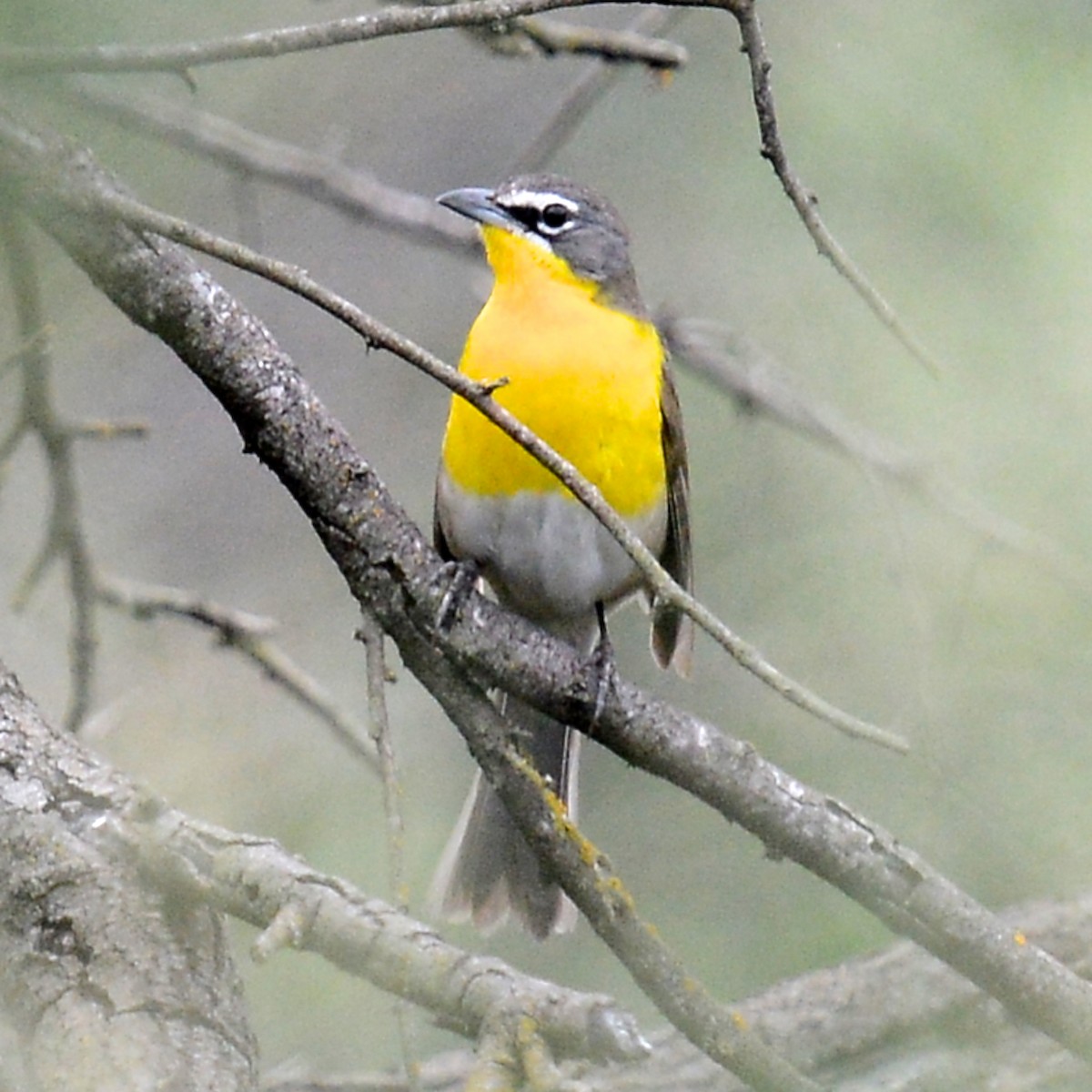 Yellow-breasted Chat - ML618376944