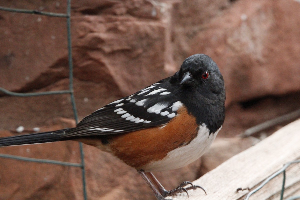 Spotted Towhee - ML618376981