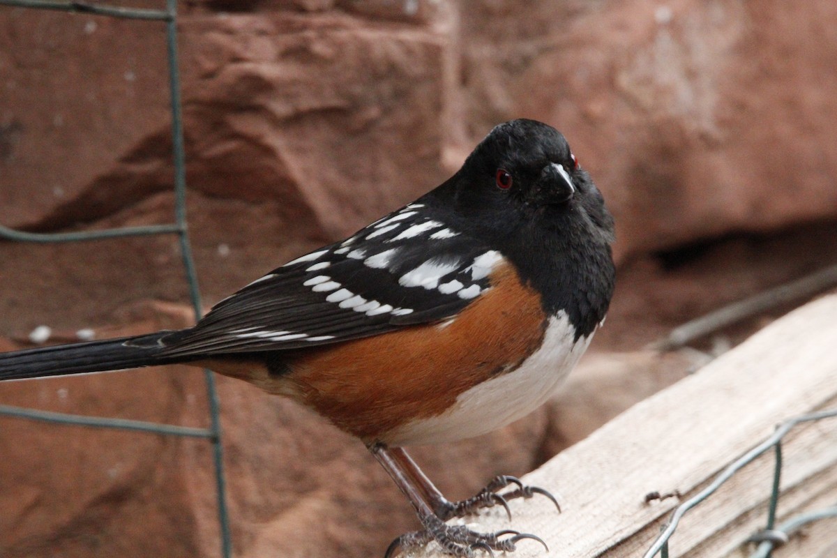 Spotted Towhee - ML618376982