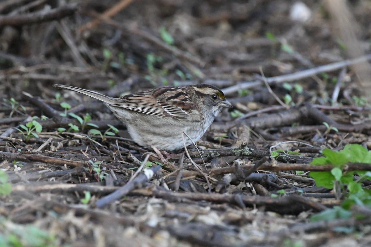 White-throated Sparrow - ML618377059