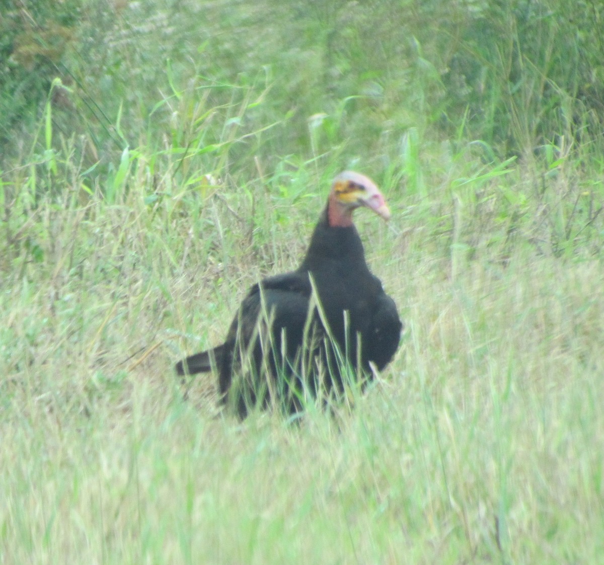 Lesser Yellow-headed Vulture - ML618377064