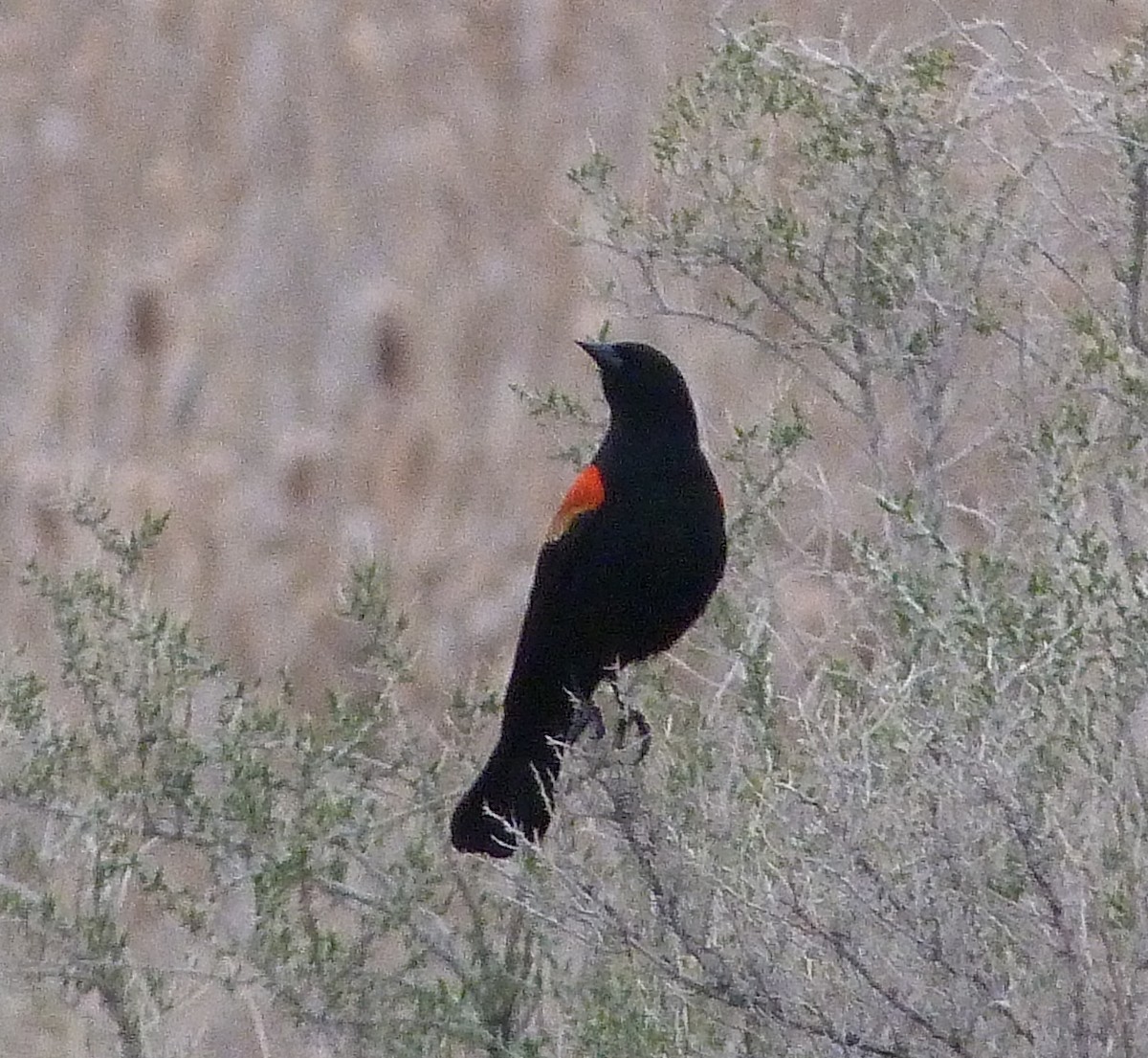 Red-winged Blackbird - ML618377136