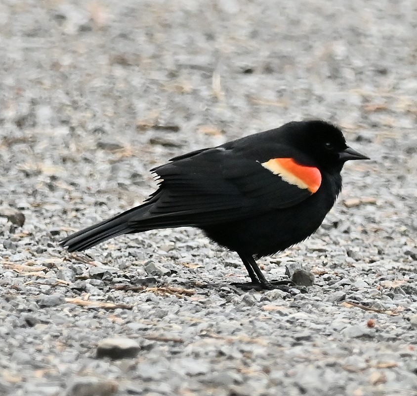 Red-winged Blackbird - ML618377143