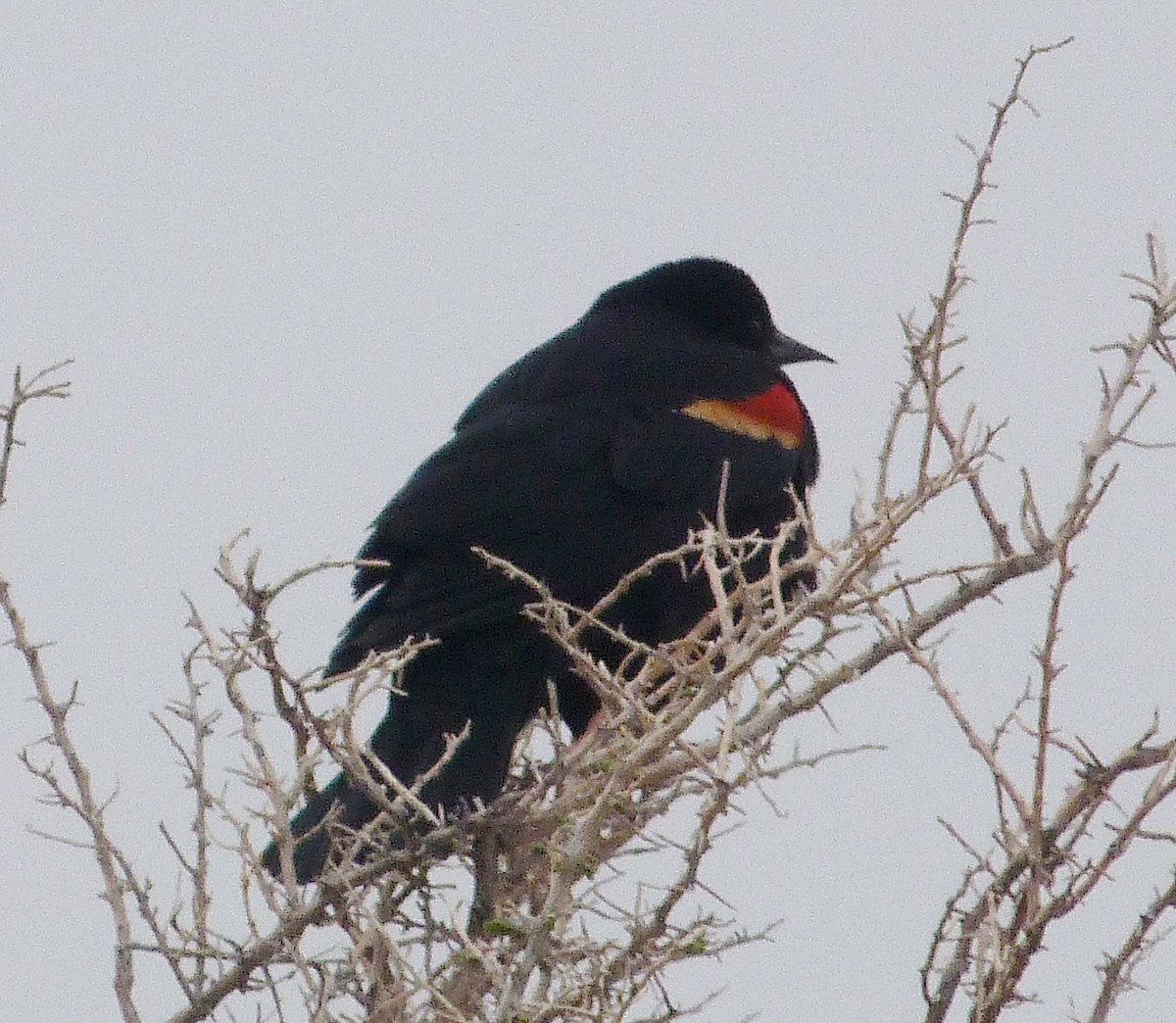 Red-winged Blackbird - ML618377152