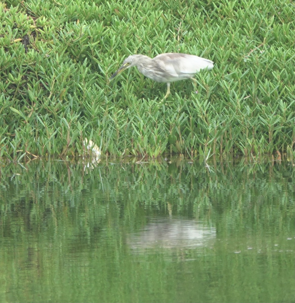 Indian Pond-Heron - ML618377204