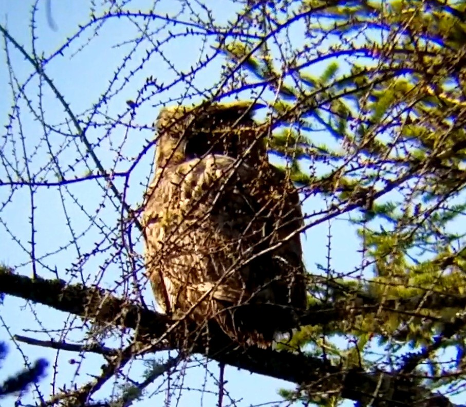 Great Horned Owl - ML618377227