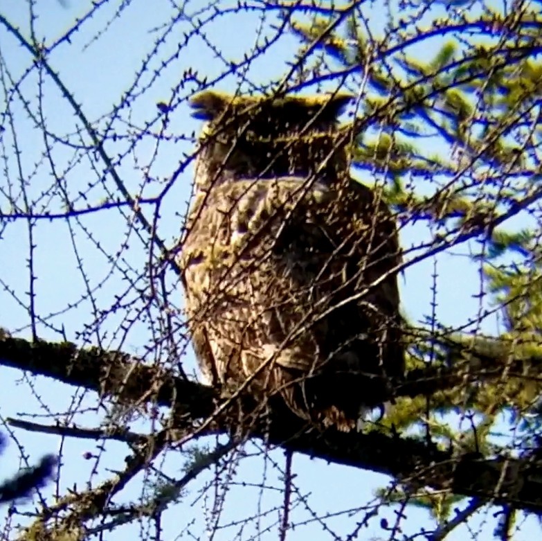 Great Horned Owl - ML618377228