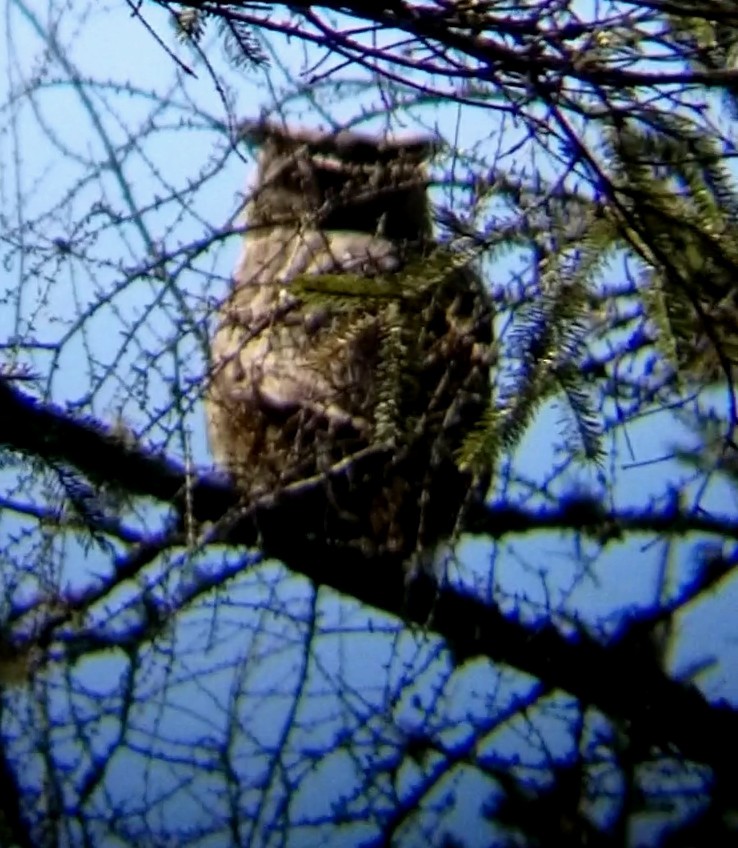 Great Horned Owl - ML618377229