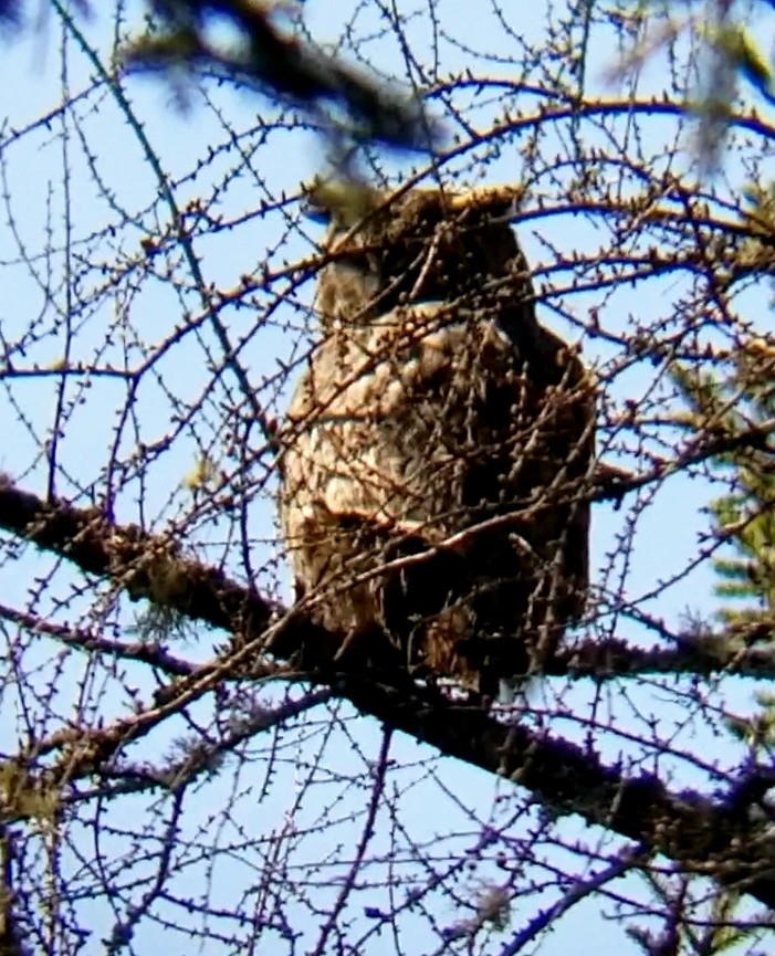 Great Horned Owl - ML618377231