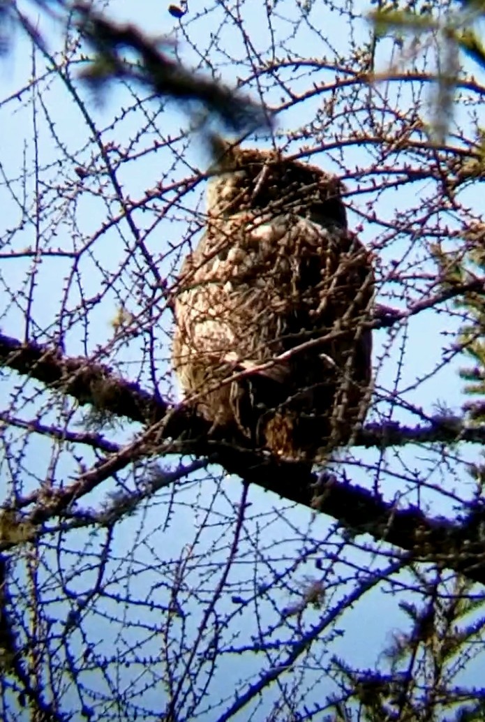 Great Horned Owl - ML618377232