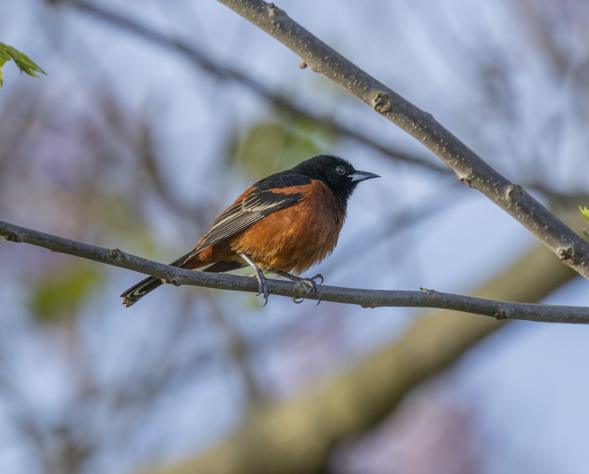 Orchard Oriole - ML618377245