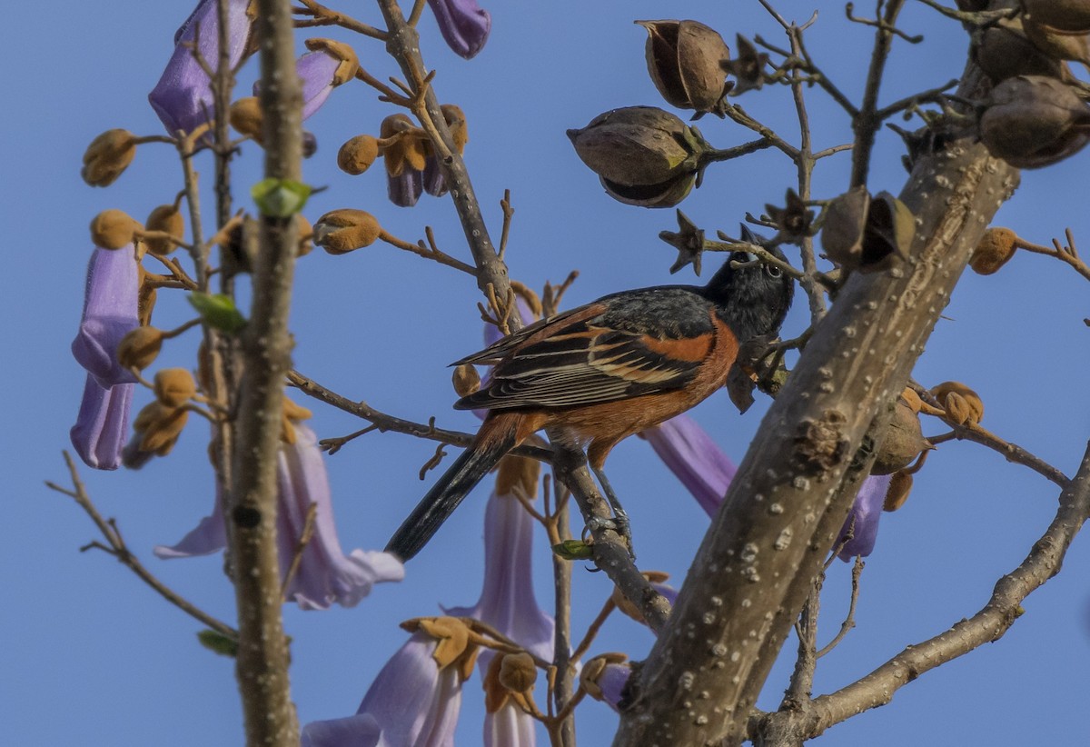 Orchard Oriole - ML618377255