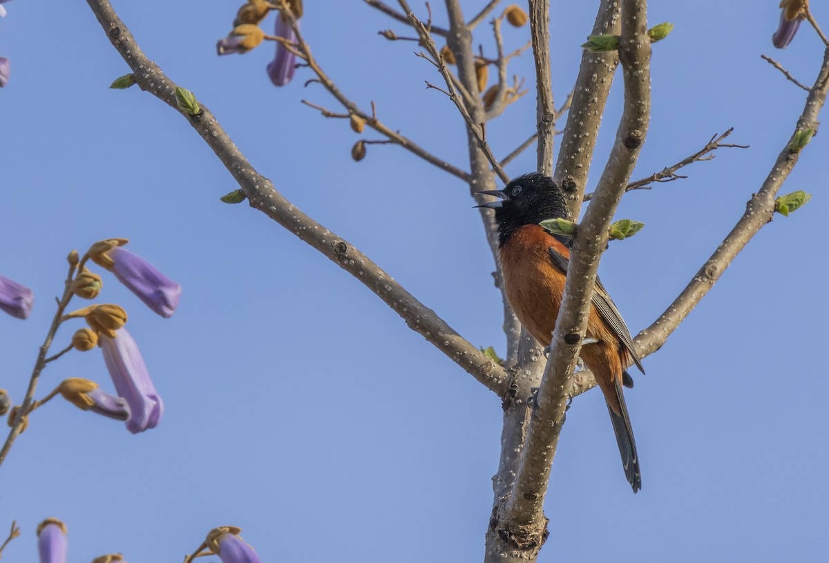 Orchard Oriole - ML618377256