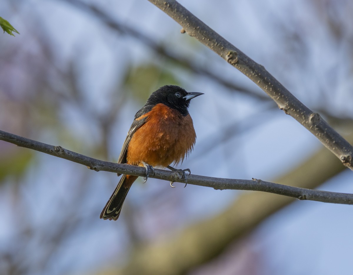 Orchard Oriole - ML618377257