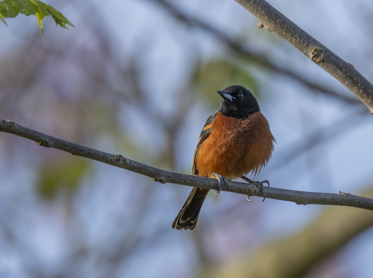 Orchard Oriole - ML618377258