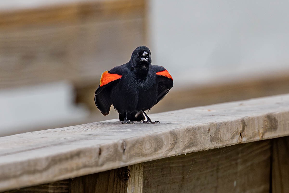Red-winged Blackbird - Mark  Laussade