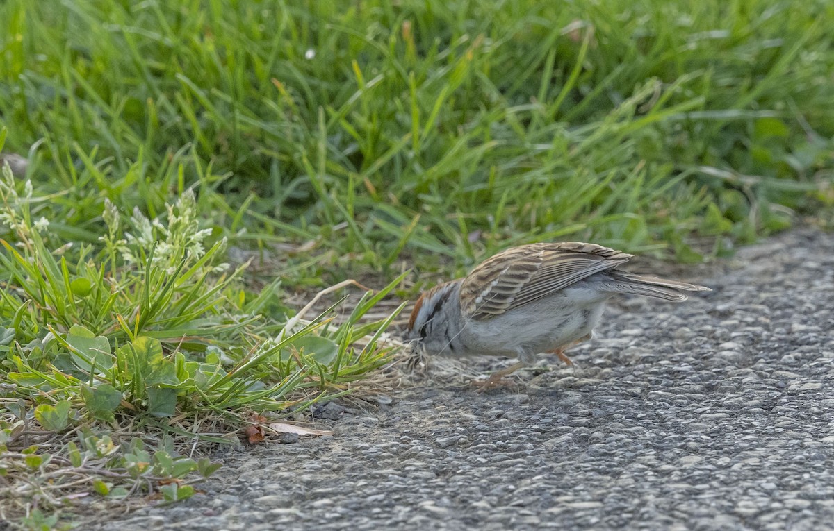 Chipping Sparrow - ML618377278