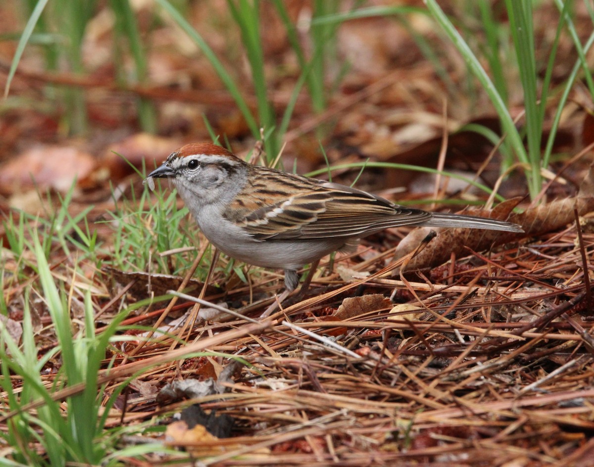 Chipping Sparrow - David Tilson