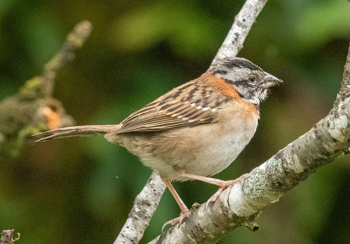 Rufous-collared Sparrow - ML618377328