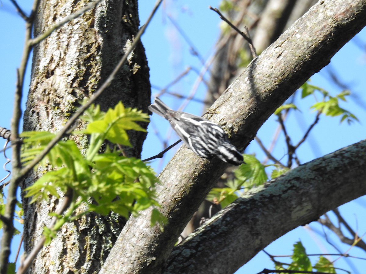 Black-and-white Warbler - ML618377388