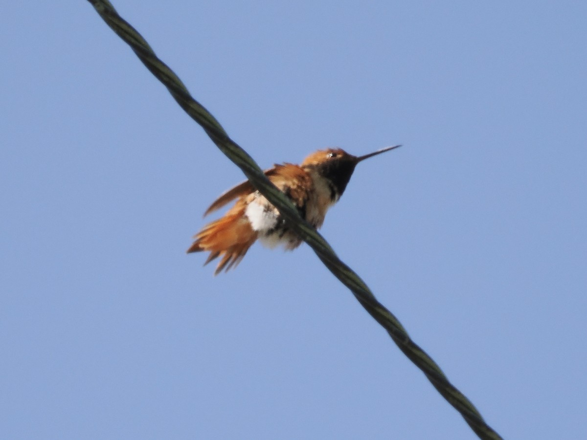 Rufous/Allen's Hummingbird - ML618377390