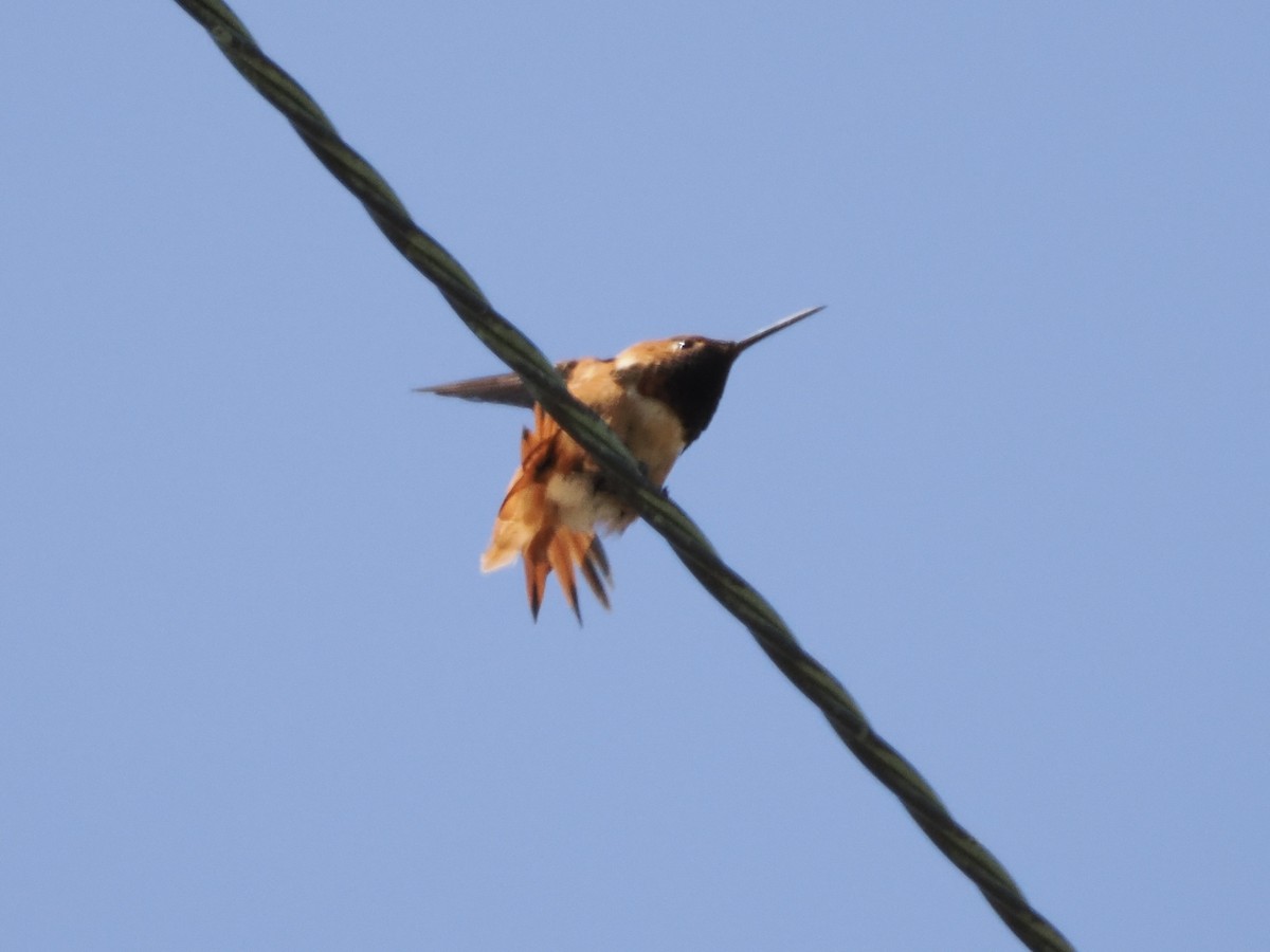 Rufous/Allen's Hummingbird - Isa Dav