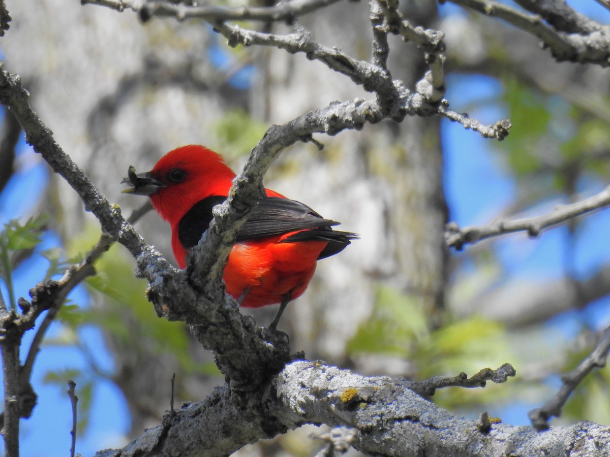 Scarlet Tanager - ML618377395