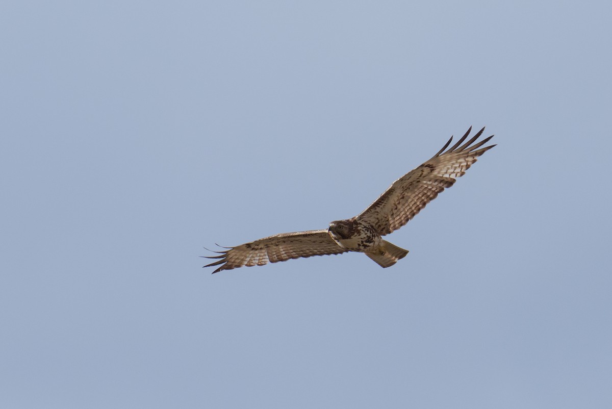 Red-tailed Hawk (calurus/alascensis) - ML618377396