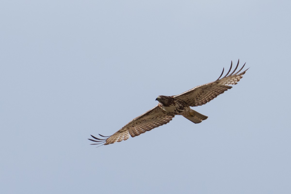 Red-tailed Hawk (calurus/alascensis) - ML618377397