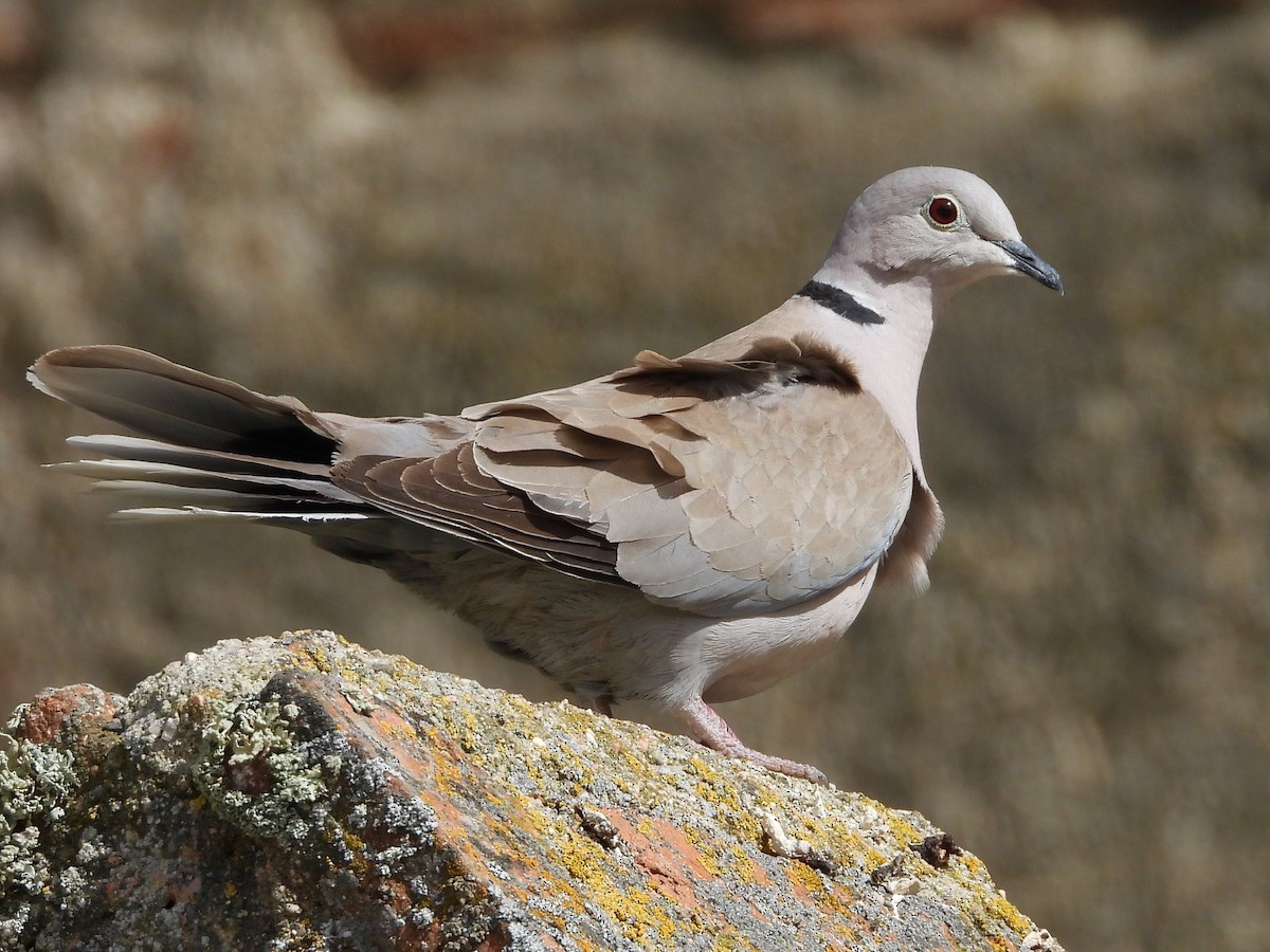 Eurasian Collared-Dove - ML618377399