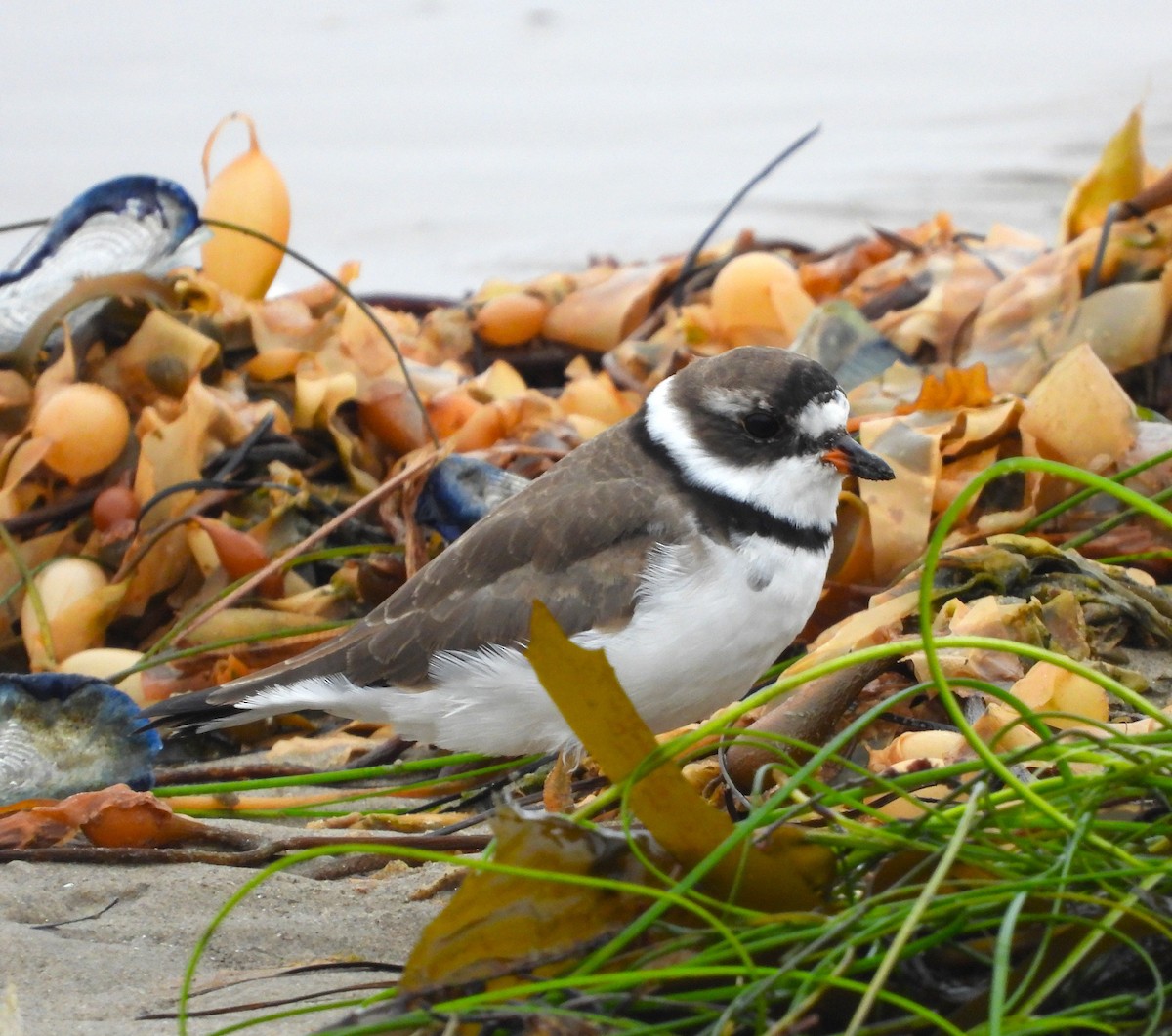 Semipalmated Plover - ML618377400