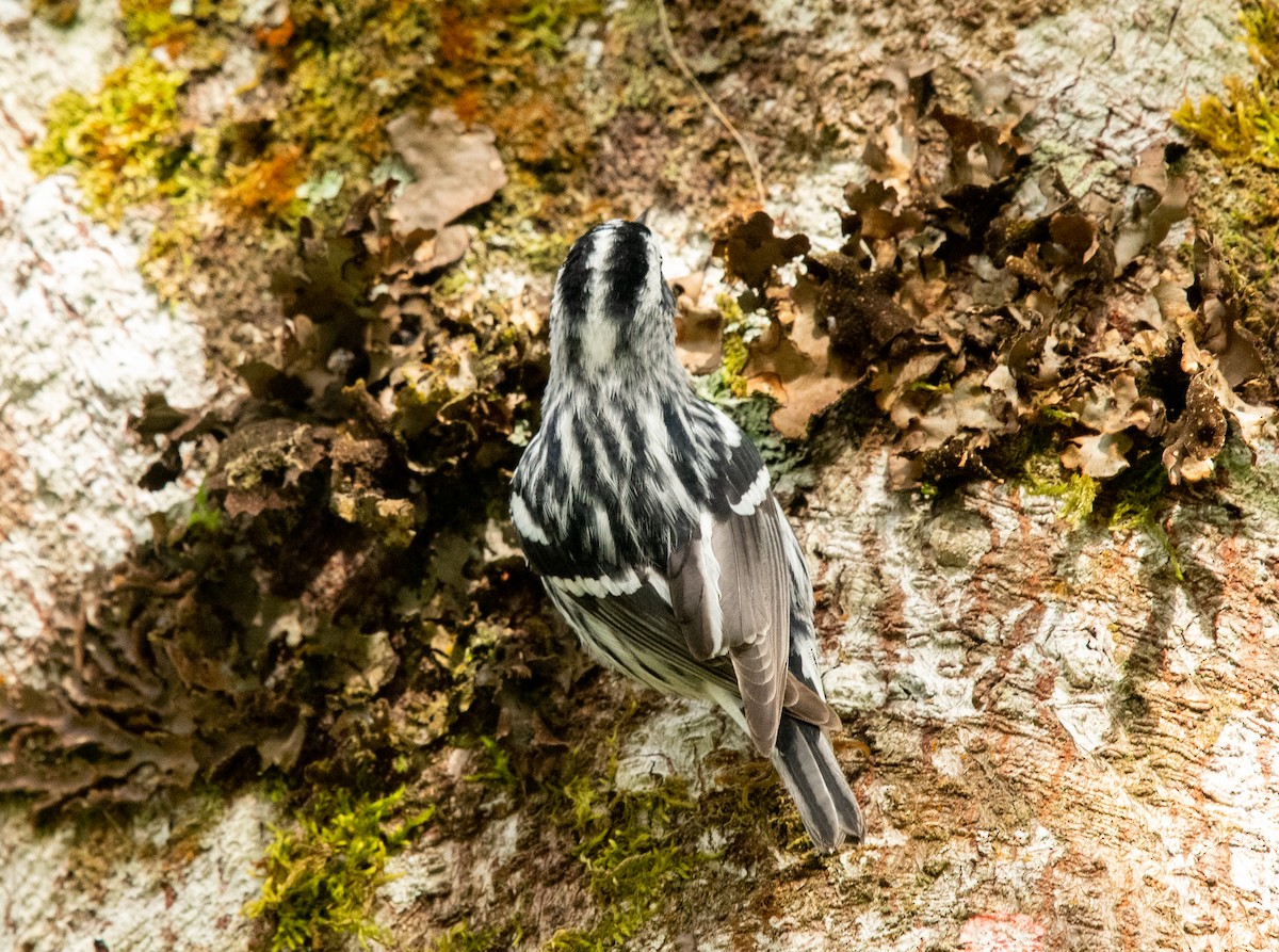 Black-and-white Warbler - ML618377401