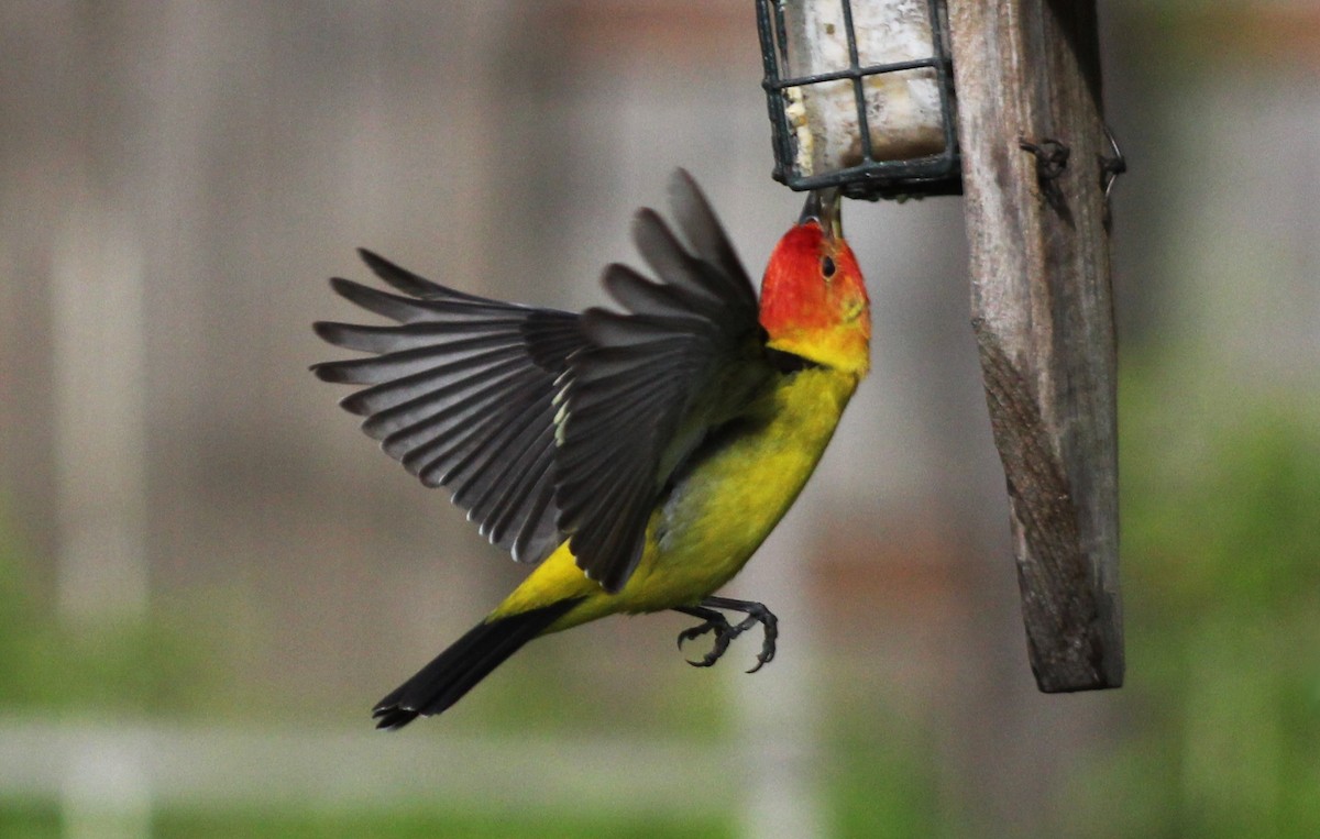Western Tanager - ML618377422