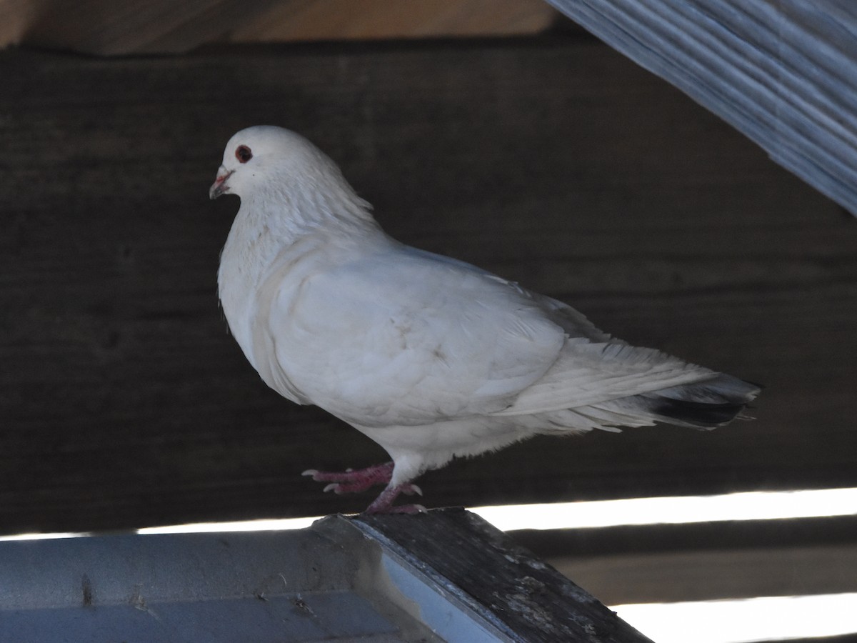 Сизый голубь (Одомашненного типа) - ML618377428