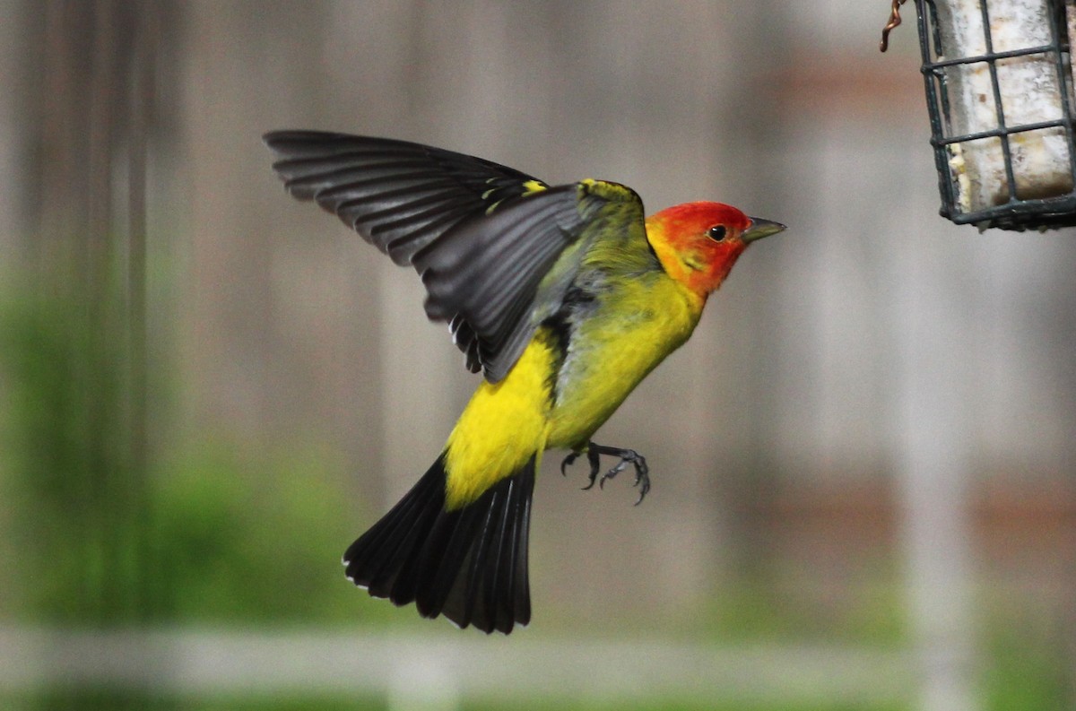 Western Tanager - ML618377430