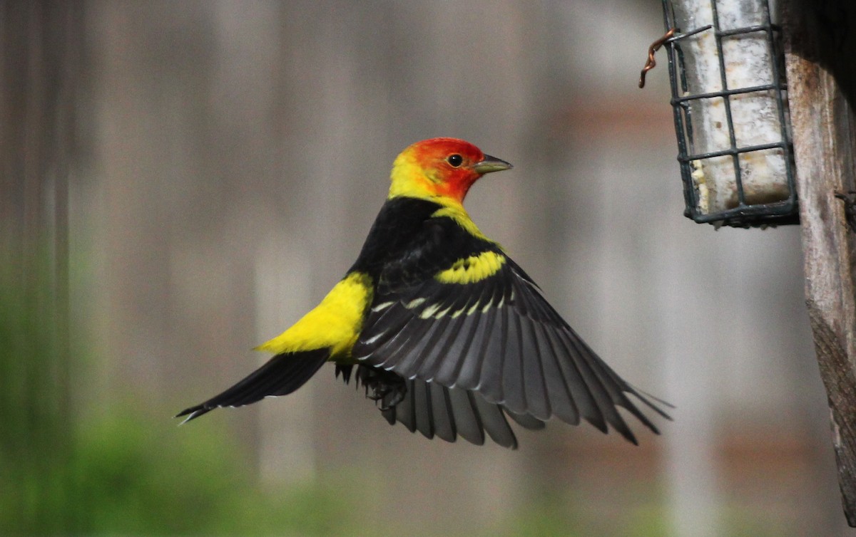 Western Tanager - ML618377442