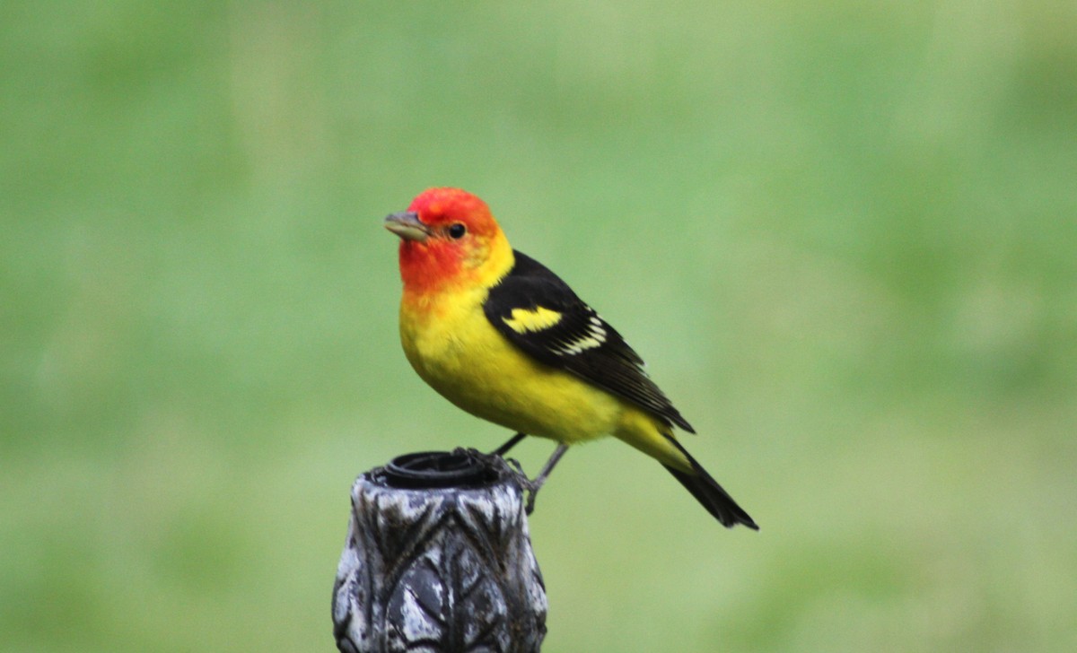 Western Tanager - ML618377479