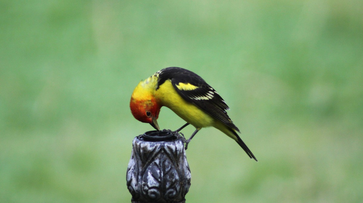 Western Tanager - ML618377490