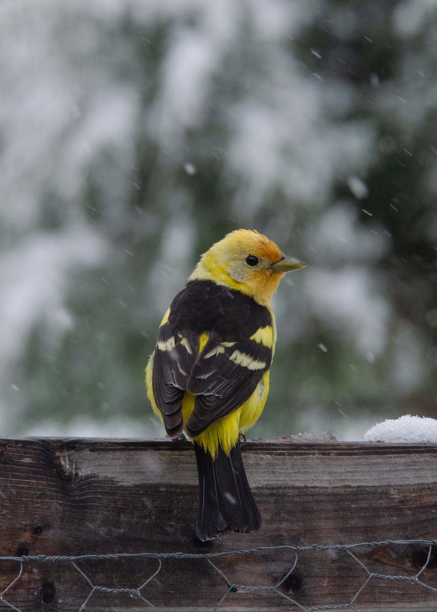 Western Tanager - ML618377585