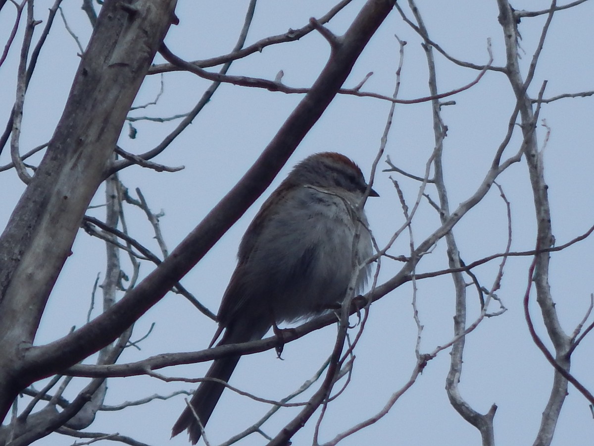 Chipping Sparrow - ML618377597