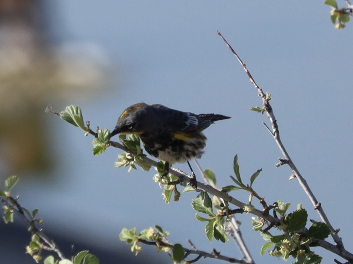 Yellow-rumped Warbler (Audubon's) - Mohini Rawool-Sullivan