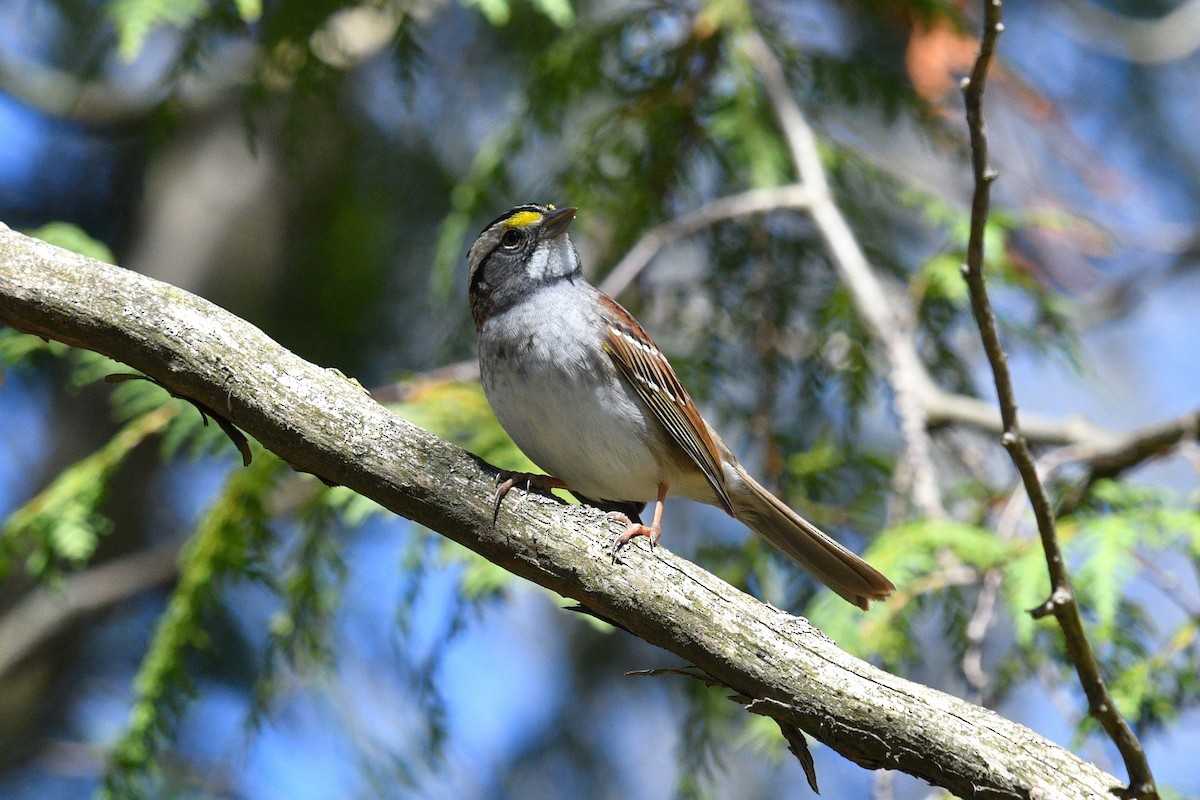 White-throated Sparrow - ML618377640