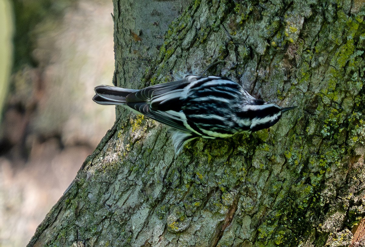 Black-and-white Warbler - ML618377667