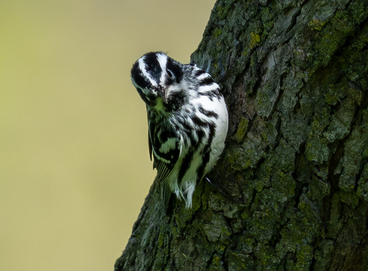 Black-and-white Warbler - ML618377668