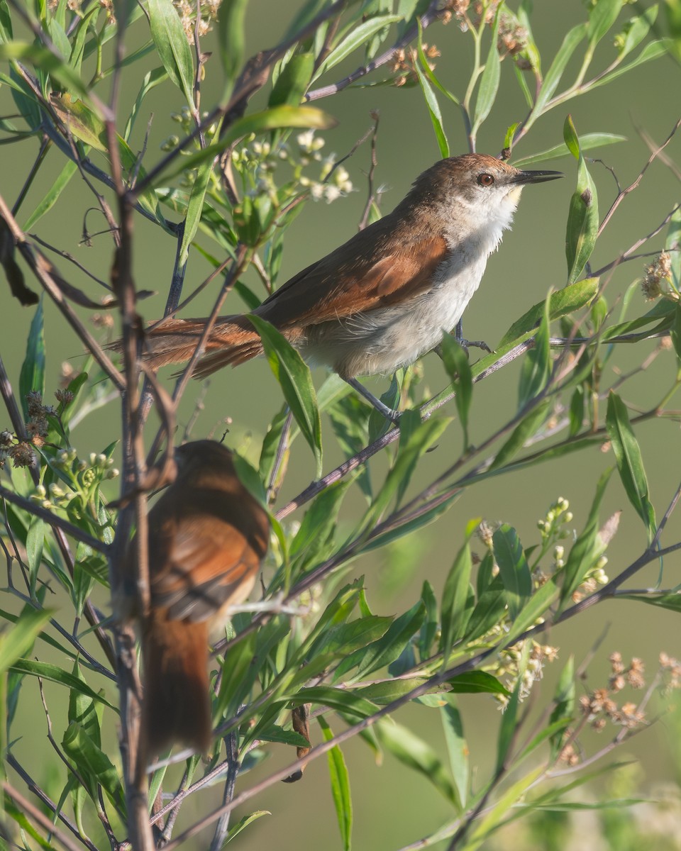 Yellow-chinned Spinetail - ML618377679