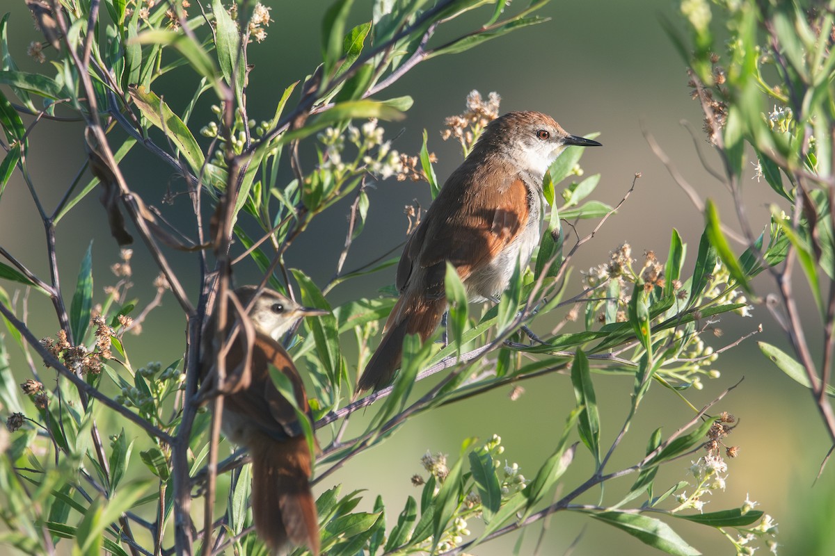 Yellow-chinned Spinetail - ML618377681