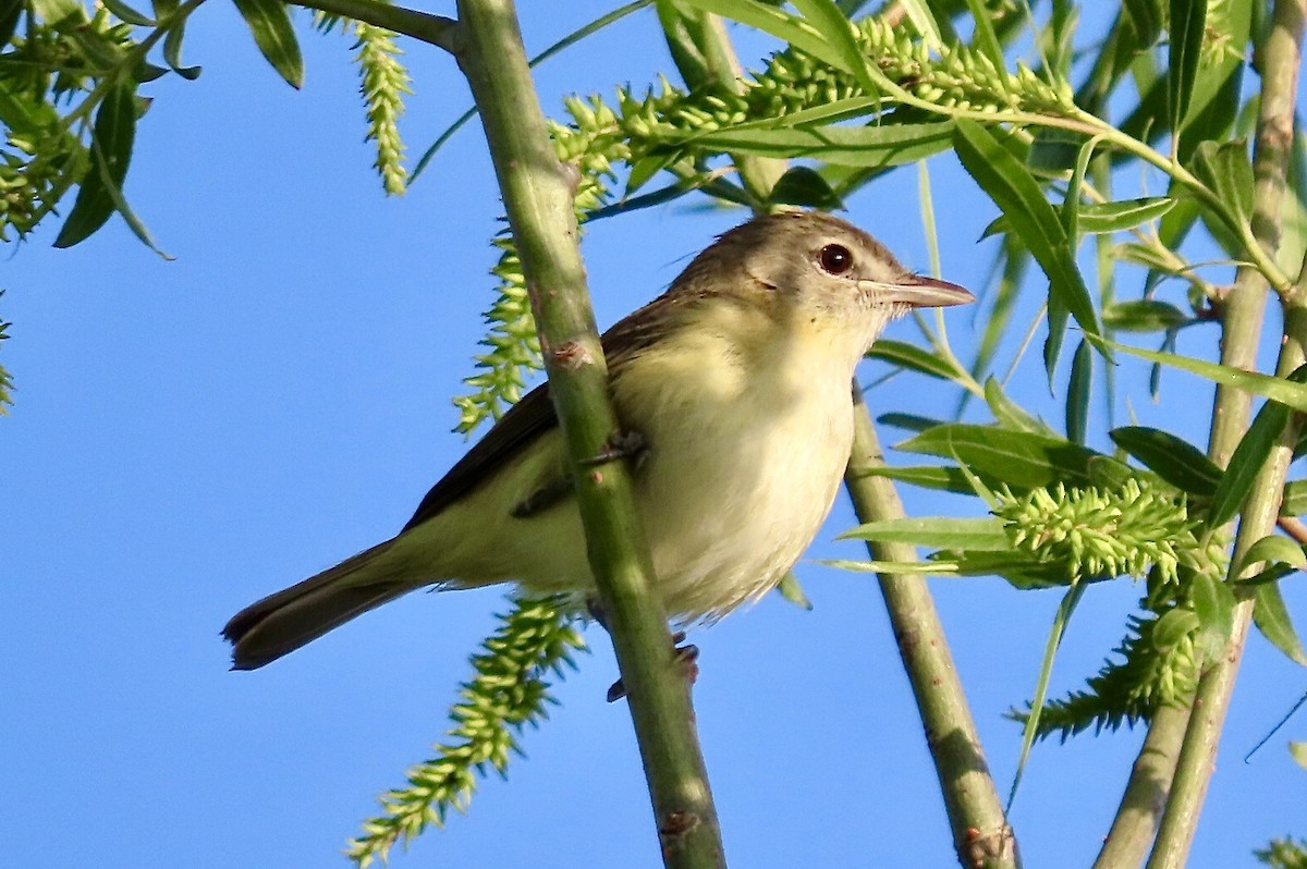 Bell's Vireo - Micky Louis