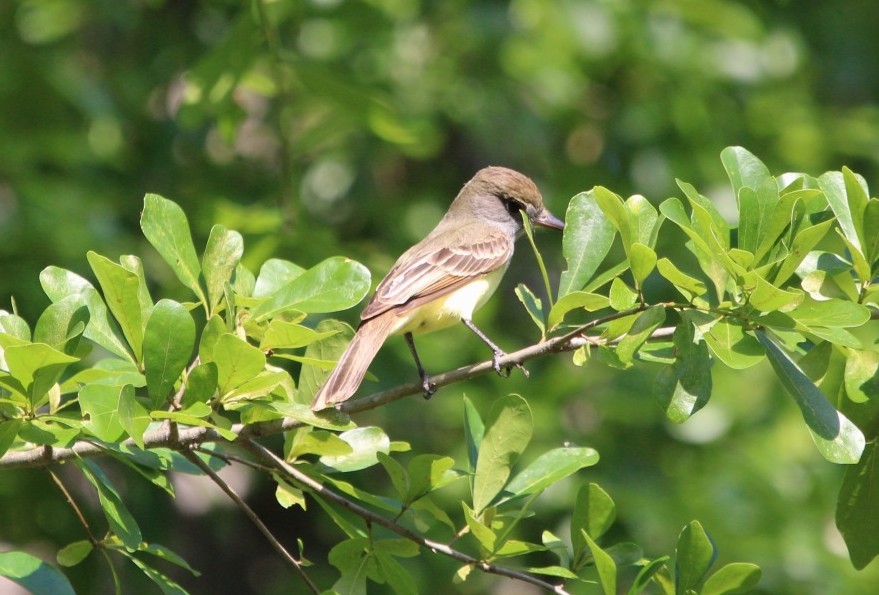 Great Crested Flycatcher - ML618377709