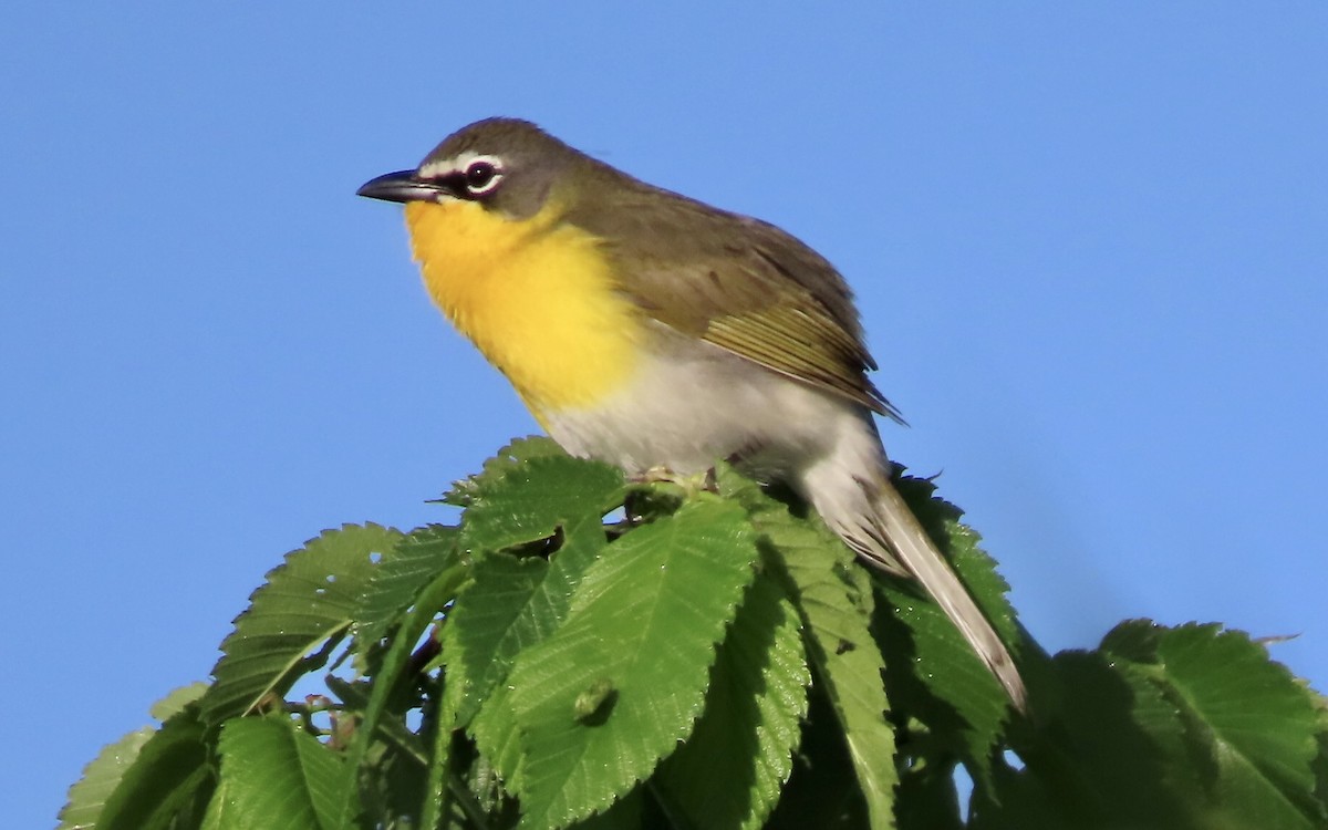 Yellow-breasted Chat - ML618377718