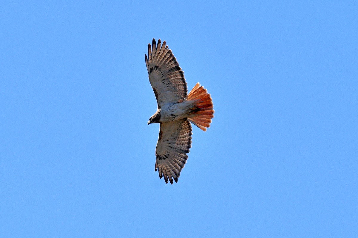 Red-tailed Hawk - ML618377728